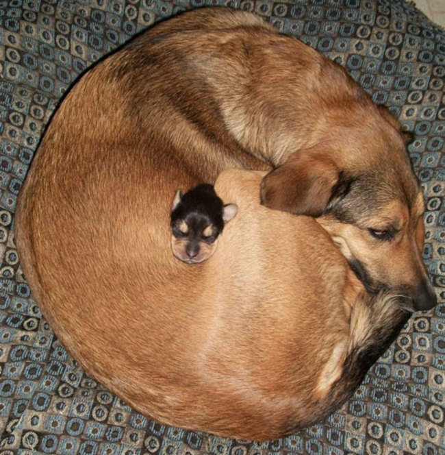 dog20