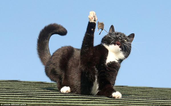 cat5