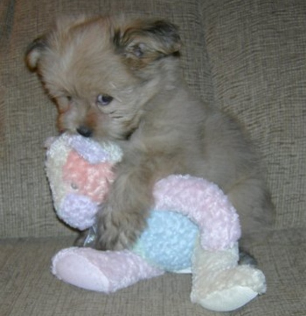 puppy11