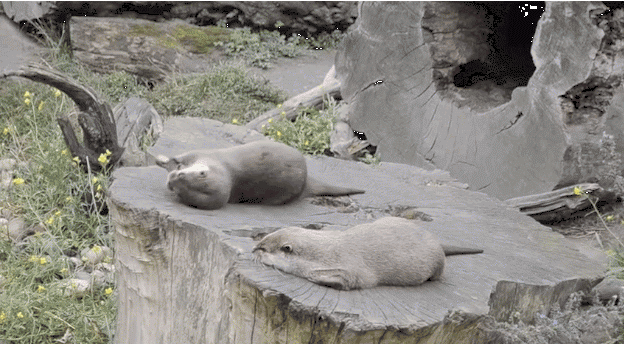 頑張れ日本のボトムエンド 獺 カワウソ のお手玉スキルはかなりのもの 頑張れ日本のボトムエンド 獺 カワウソ のお手玉スキルはかなりのもの