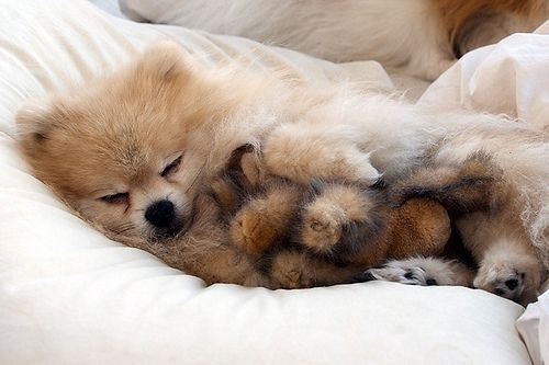 puppy08