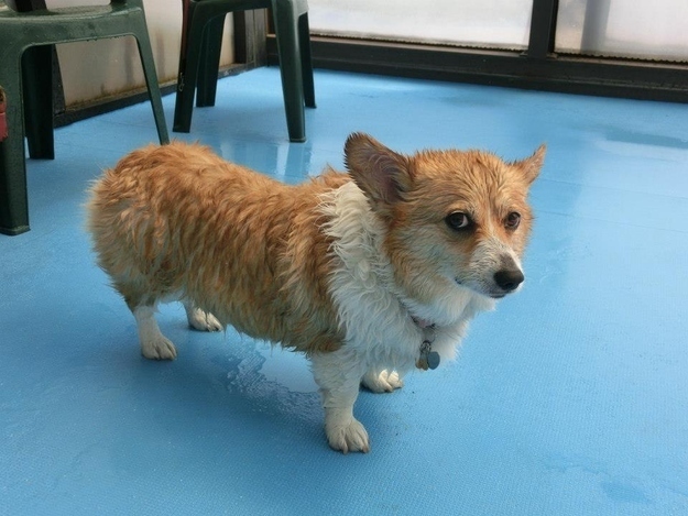 dog27
