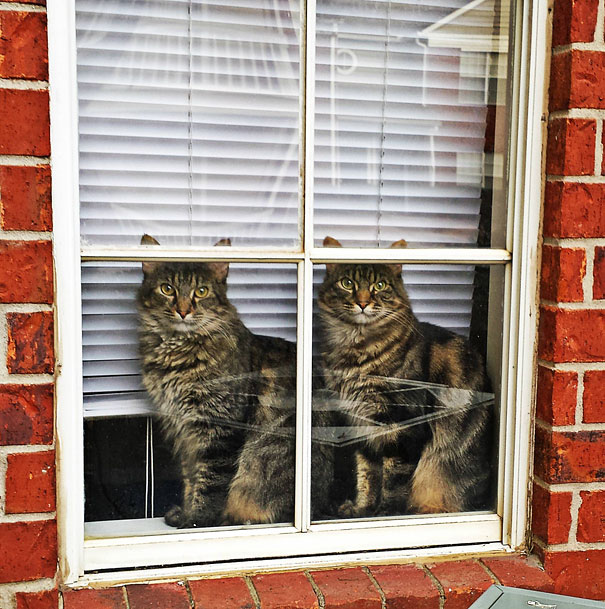twins13
