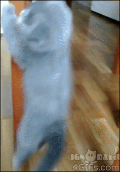 cat15