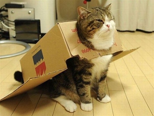 cat23