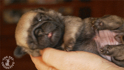 dog31