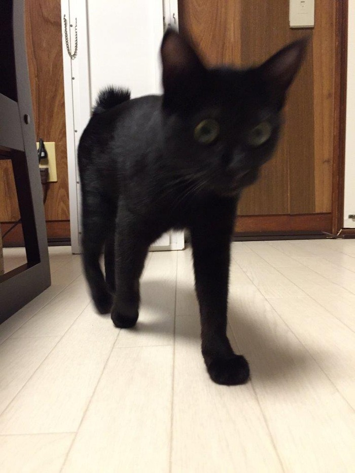 kuro29