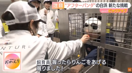 パンダが居なくなったアドベンチャーワールド　飼育員をパンダにしてしまうｗｗｗｗｗｗｗｗ