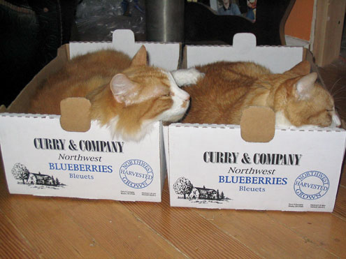 cat11