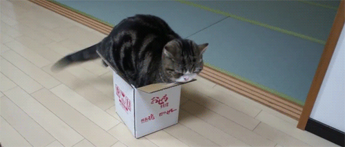 cat03