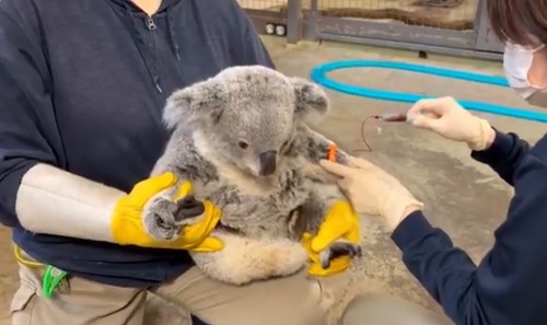 【多摩動物公園】コアラのあずまさん　採血風景の安定感が人間を超えてくる