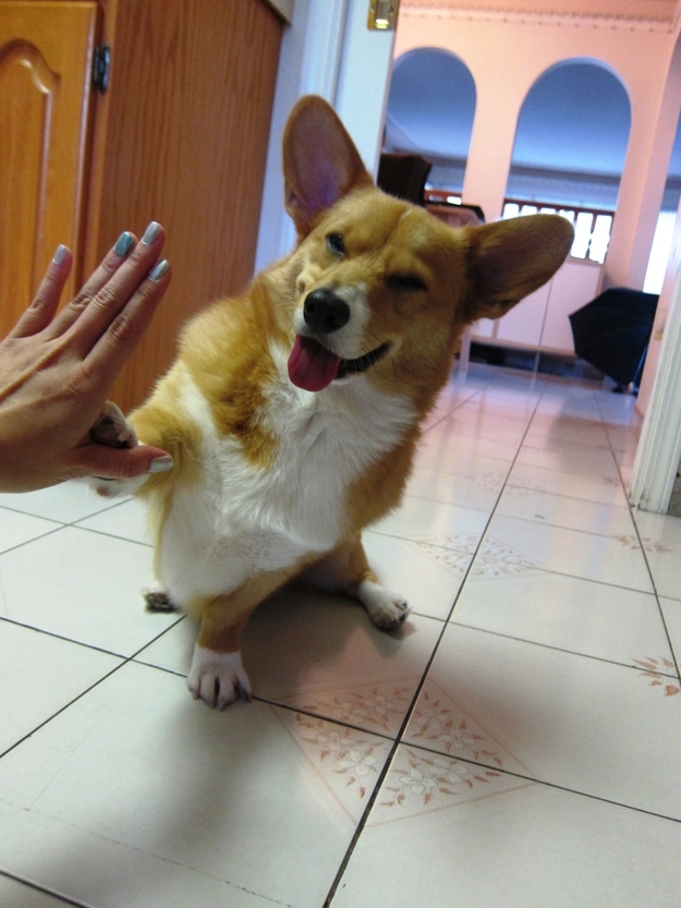 dog37