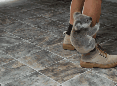頑張れ日本のボトムエンド 動物の赤ちゃんのgif画像という最終兵器 頑張れ日本のボトムエンド 動物の赤ちゃんのgif画像という最終兵器