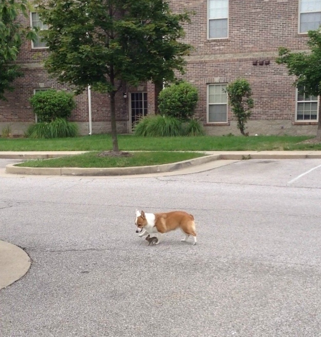dog24