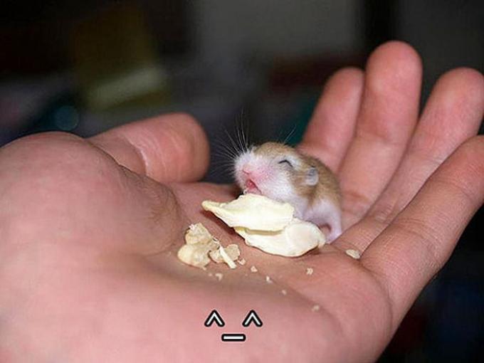 tiny_animal(20)