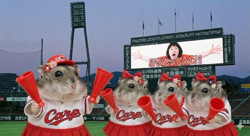 アンガールズ田中が”カープ女子”に対して思ってることｗｗｗｗｗｗｗｗｗ