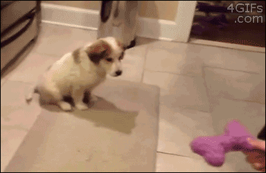 dog18