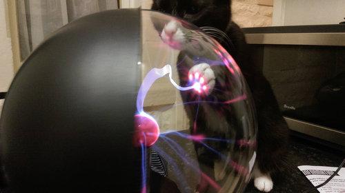 neko1