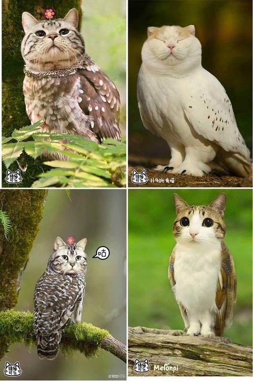owl1