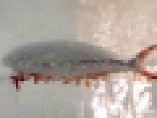 B9iUqekIcAApEko