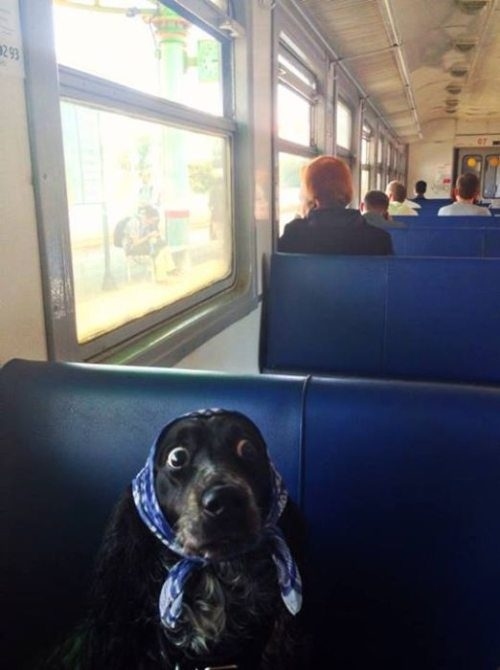 dog15