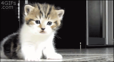 cat13
