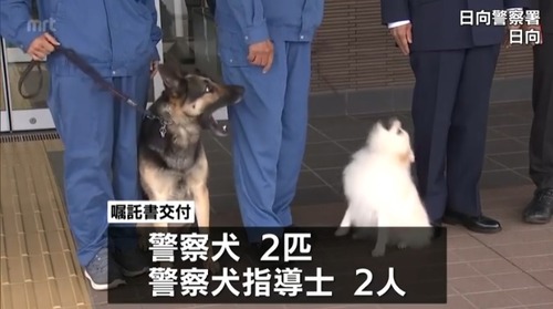 【宮崎県】ポメラニアンの警察犬が初誕生