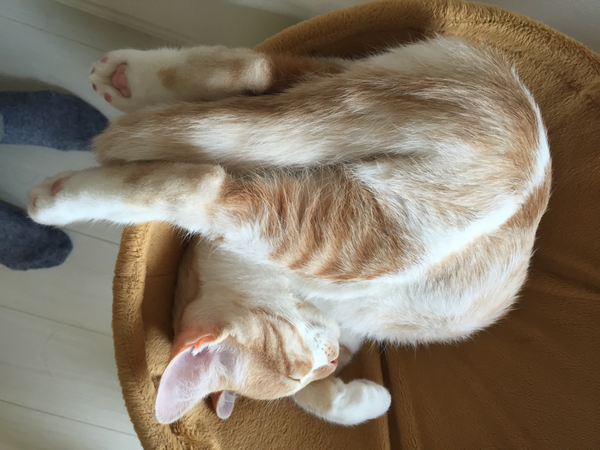 cat2