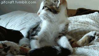 cat8
