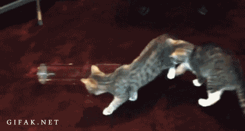 cat10