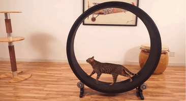 neko2