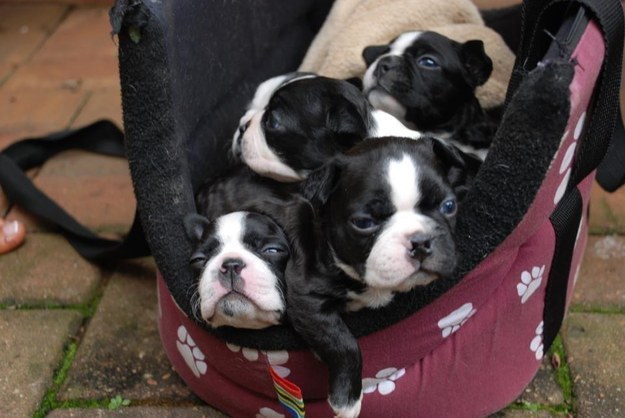 puppie05