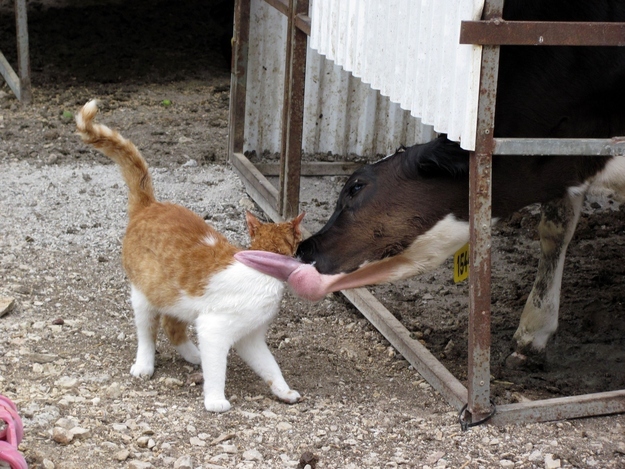 cat00
