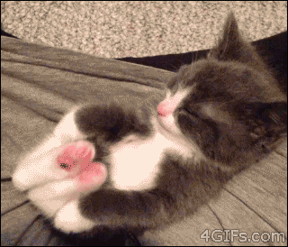 cat20
