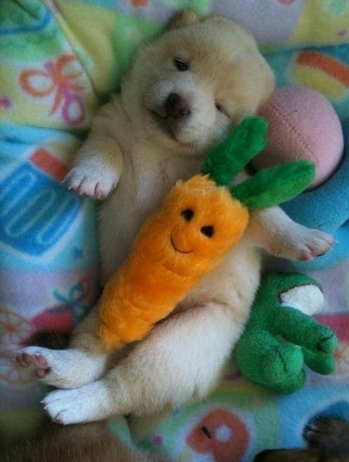 puppy13