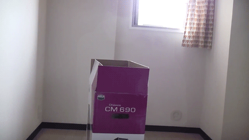 cat31