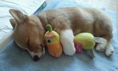puppy05