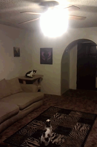 cat3