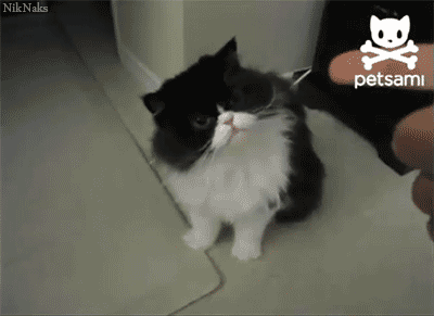 cat14