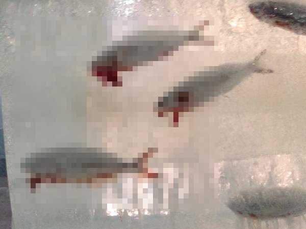 B9iUqdZIMAIf8jJ