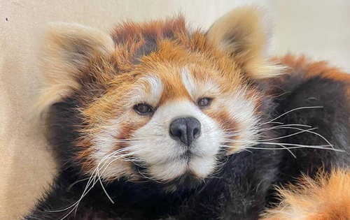 寝起きのレッサーパンダの寝癖画像wwwwwww