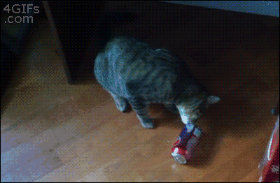 cat9