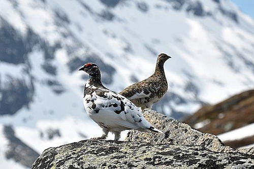 Rock_Ptarmigan_(Lagopus_Muta)