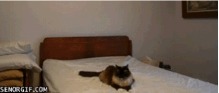 animal13