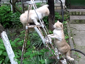 cat4