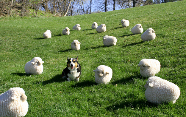 dog11