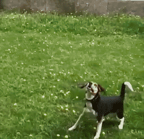 dog10