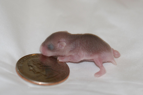 Dwaraf-Hamster