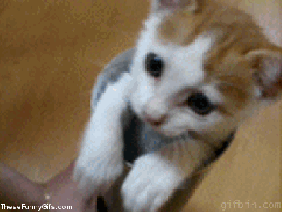 cat10