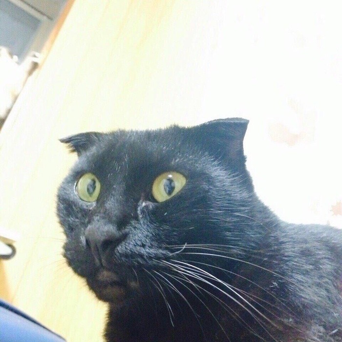 kuro03